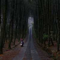 KRAGILAN PINE FOREST - MAGELANG