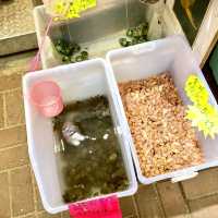 ［金魚街］- 🐠老少咸宜🐢😃