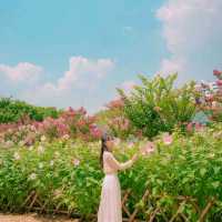 🌺부용과 배롱나무가 함께하는 산책로 [울산, 태화강국가정원]