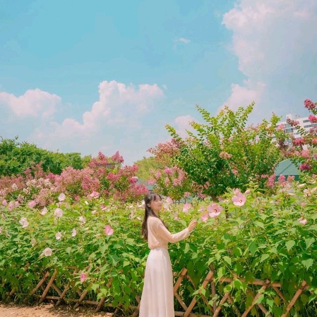 🌺부용과 배롱나무가 함께하는 산책로 [울산, 태화강국가정원]