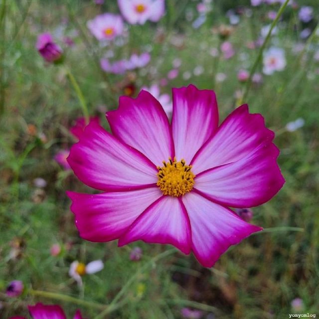 🌻남도꽃정원 해바라기, 코스모스 즐기기🌼