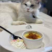 極親人CuteCute貓咪🐱高質貓貓Cafe❤️❤