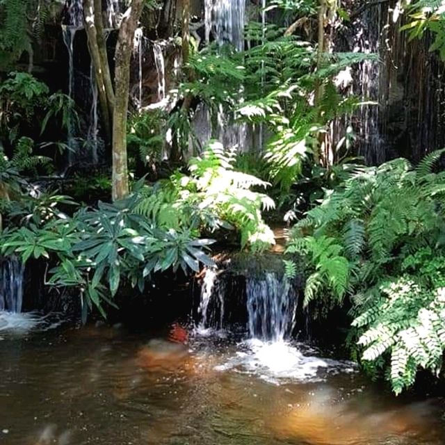 ป่าในจินตนาการ ข้าวเม่า-ข้าวฟ่าง เชียงใหม่ 🌳🌿🍃