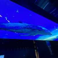 【韓国/ソウル】夜景がと夕陽が綺麗なロッテワールドタワー(ソウルスカイ)