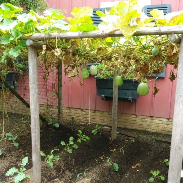 東京ディズニーシーの野菜と花壇