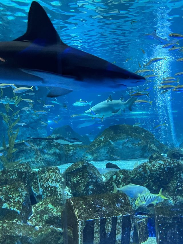 韓劇《聽見你的聲音》拍攝地點🤟Coex水族館