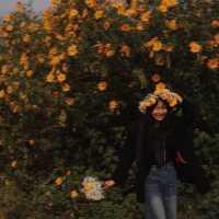 Wild sunflower fields in Da Lat