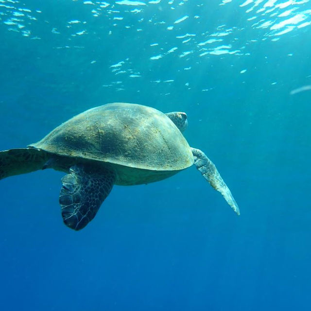 小琉球2日1夜睇海龜 🐢