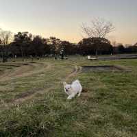水元公園の紅葉