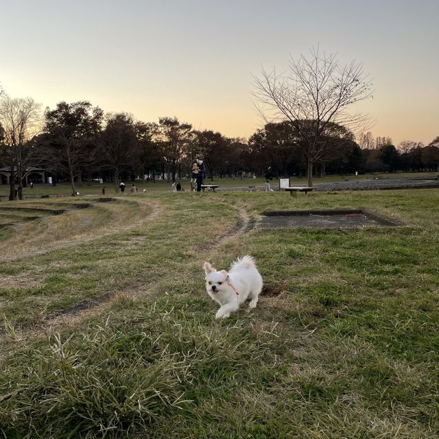 水元公園の紅葉