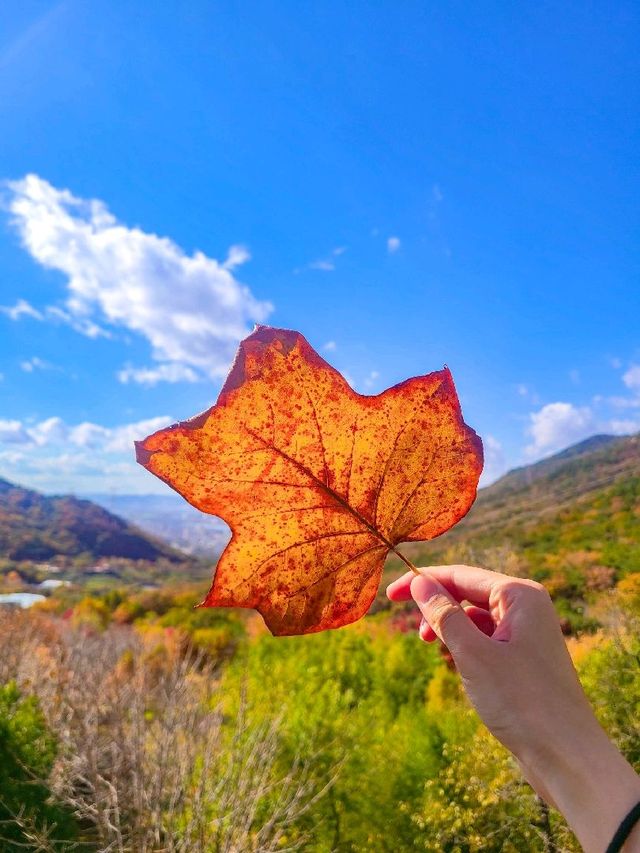 부산에서 가을 즐기기 🍁 