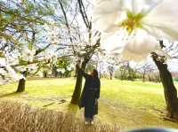 熊本県　水前寺公園で春を感じてきた🌸✨