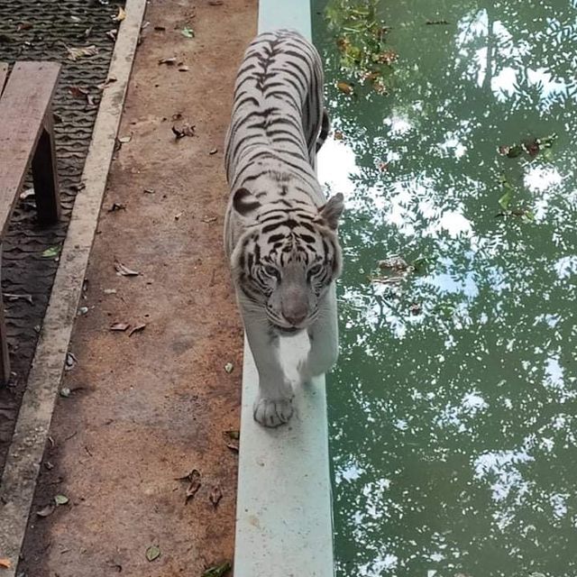 Tiger Kingdom Phuket 