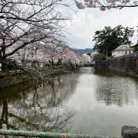 【神奈川】お城と満開の桜が美しい桜の名所🌸