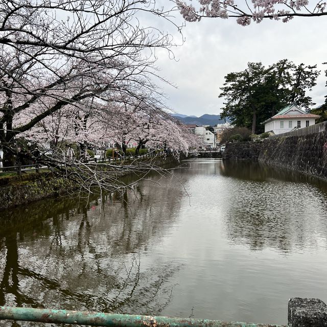 【神奈川】お城と満開の桜が美しい桜の名所🌸