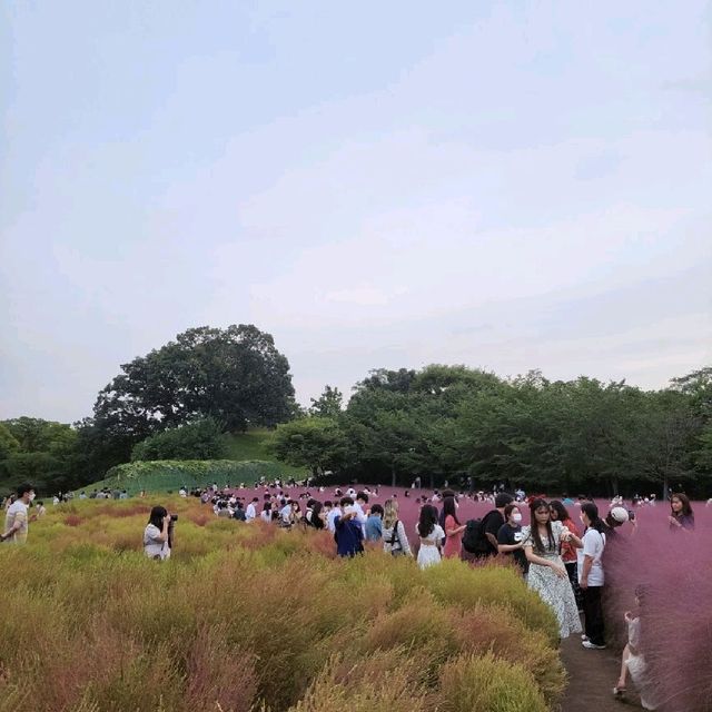 도심 속 꽃밭 올림픽공원