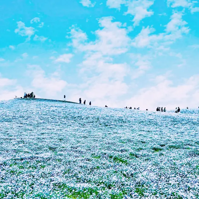 【茨城】ネモフィラの絶景！国営ひたち海浜公園