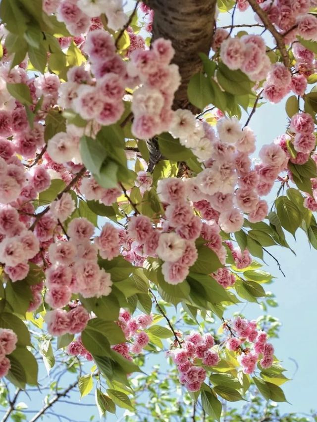 불국사의 봄 🌸 불국사의 봄 🌸