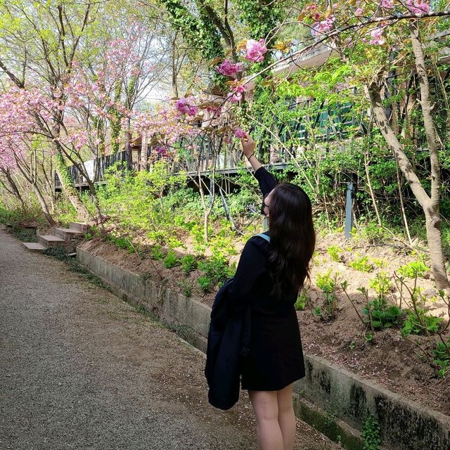 겹벚꽃 명소 아미미술관