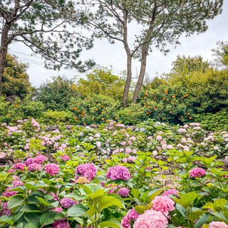 제주 휴애리 수국축제🌸