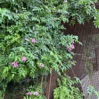 賞花必到～花悅滿城！