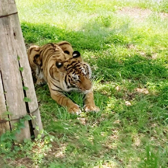 すぐ近くに野生動物！ドライブスルーサファリ　姫路セントラル・パーク