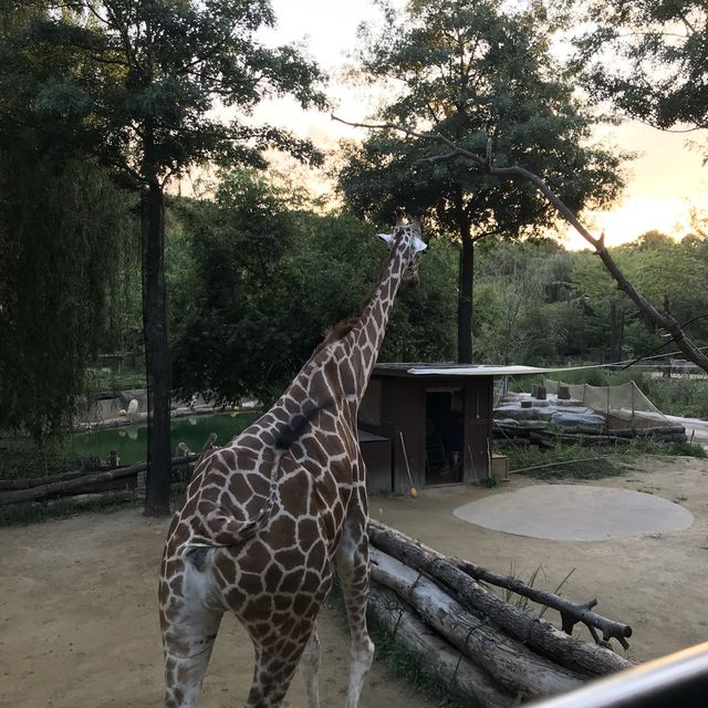 에버랜드 사파리🐅