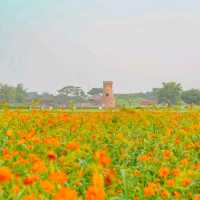 🧡황홀한 주황빛 황화코스모스와 첨성대의 조화 [경주, 첨성대]