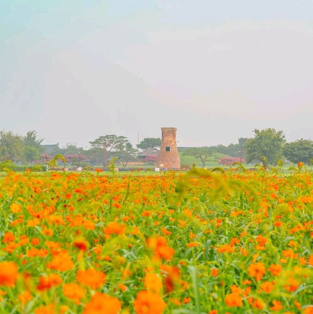 🧡황홀한 주황빛 황화코스모스와 첨성대의 조화 [경주, 첨성대]