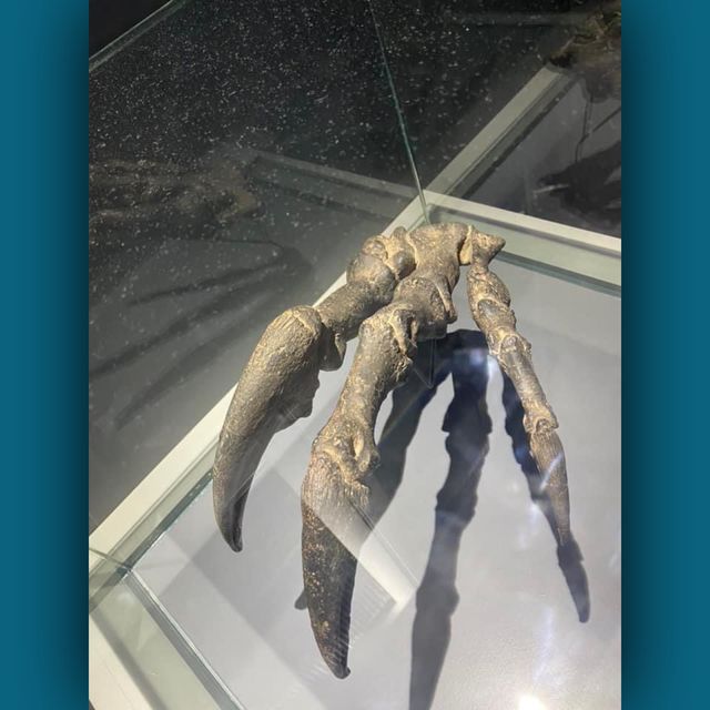 恐龍🦕🦖出沒注意⚠️