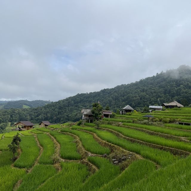 นาขั้นบันได ป่าบงเปียง, Chiangmai, Thailand 