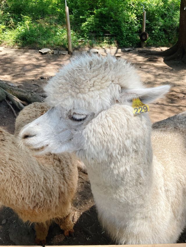 알파카와 교감 할 수 있는 곳🦙화조원🧡 알파카와 교감 할 수 있는 곳🦙화조원🧡