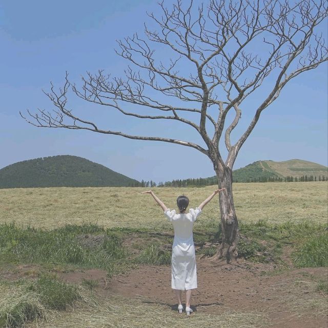 제주도 서쪽 셀프 스냅스팟 * 나홀로나무