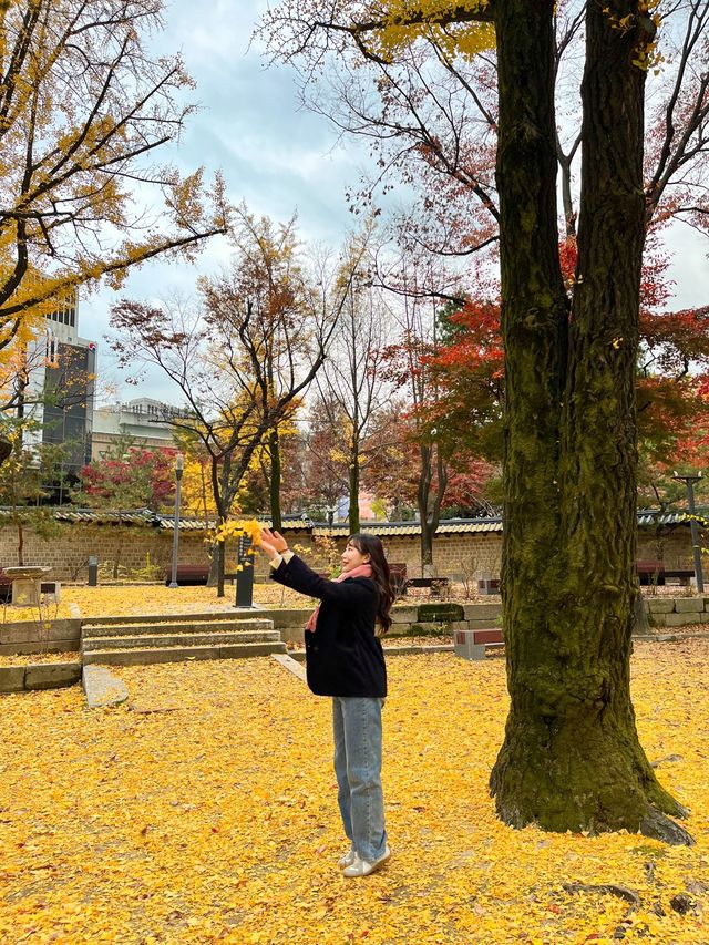 단풍철에는 덕수궁 꼭 가보기 📝!