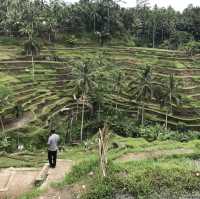 Most Charming Green Scenery in Ubud