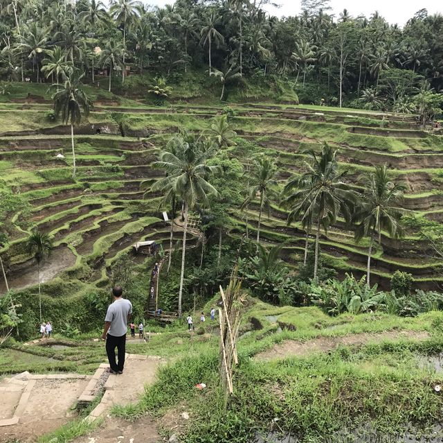 Most Charming Green Scenery in Ubud
