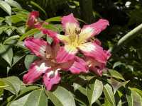 本地遊 | 香港動植物公園 | 必影蝴蝶蘭花廊