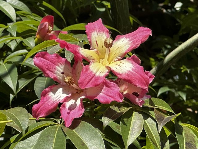 本地遊 | 香港動植物公園 | 必影蝴蝶蘭花廊