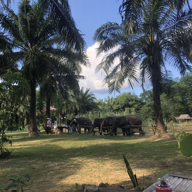 บ้านช้างคาเฟ่ ชมวิถีคนเลี้ยงช้างจิบกาแฟอร่อย