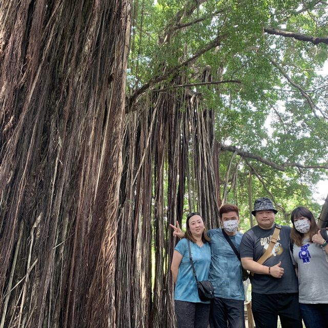 台中文學館 🖌 有著巨大的老榕樹🌳