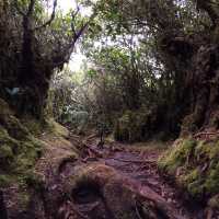 Enchanting Mossy Forest