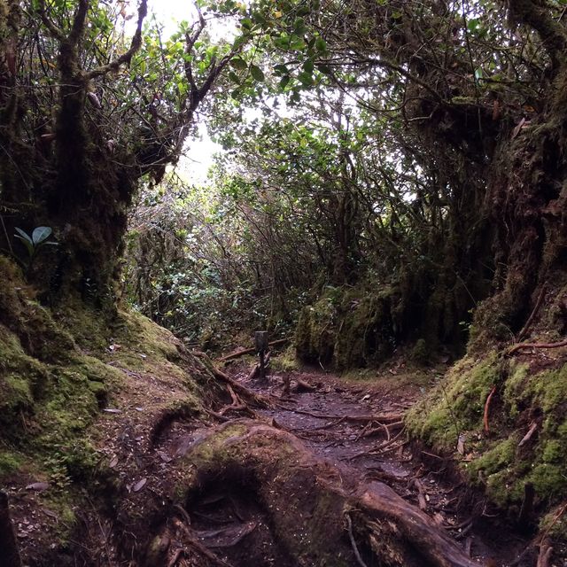 Enchanting Mossy Forest