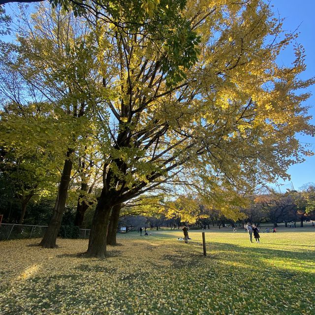 【無料で楽しめちゃう！】東京・用賀の砧公園は自然がいっぱい