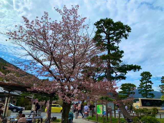 京都　KYOTO SAKURAめぐり❗️渡月橋から嵐山公園中之島地区まで散策してみた！