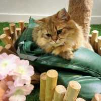 🐱 萌爆喵星人伴你渡過週末