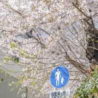 ふりーすくーる西五反田前の桜