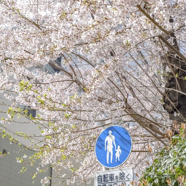 ふりーすくーる西五反田前の桜