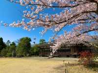 京都　京都散策旅　渉成園の庭園と桜のコラボに感動❗️