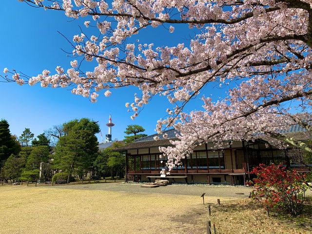京都　京都散策旅　渉成園の庭園と桜のコラボに感動❗️