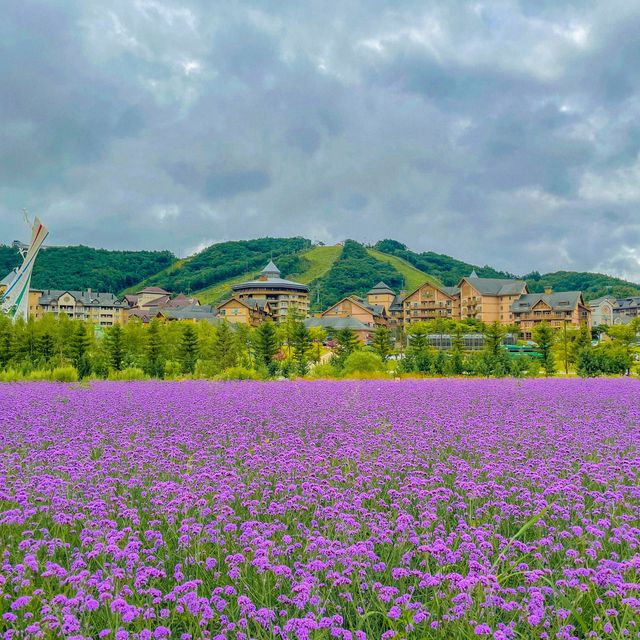 우연히 마주친 보라보라 라일락 버베나💜